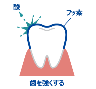 歯を強くする