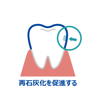 再石灰化を促進する